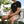 Load image into Gallery viewer, Eyes Sphere Staple Shorts - Khaki