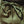 Load image into Gallery viewer, Eyes Staple Shorts - Military
